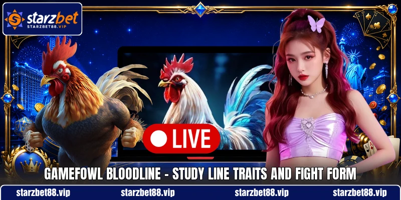 Gamefowl Bloodline - Study Line Traits And Fight Form